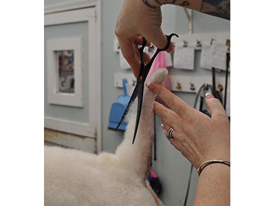Back to Poodle Basics